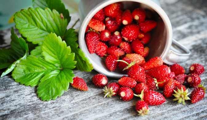 Клубничка нон-стоп: представляем бизнес-план тепличного хозяйства по выращиванию ягод